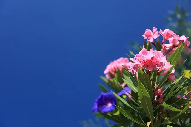 DIY Solutions for Creating a Professional-Looking Garden